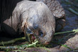 Giant Turtle Eating Grass at Galapagos