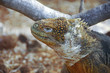 Land Iguana Galapagos