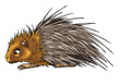 porcupine