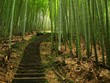 Green Bamboo Forest