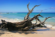 fallen tree