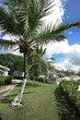 palm tree