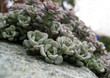 Succulents 2 Succulents 2