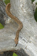 Texas bull snake Texas bull snake