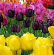 Spring Tulips