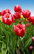 Eden Project Tulips