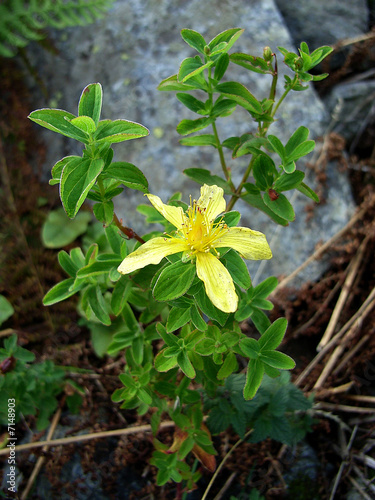 millepertuis millepertuis