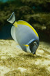 Salt water fish - Acanthurus leucosternon