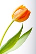 Tulpen Tulpen