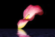 Reflet d'Arum
