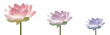Bannière Lotus