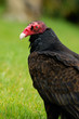Photo: Turkey vulture portrait Turkey vulture portrait