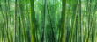 asian bamboo