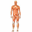 Male Human Body Anatomy Male Human Body Anatomy