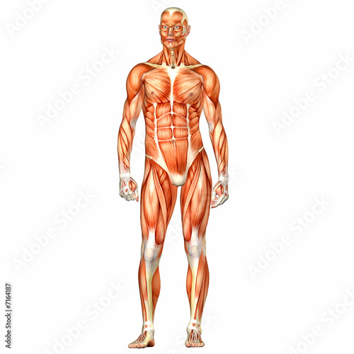 human body anatomy. human body anatomy.