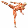 Male Human Body Anatomy - Sport Male Human Body Anatomy - Sport