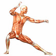 Male Human Body Anatomy - Sport Male Human Body Anatomy - Sport