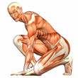 Male Human Body Anatomy Male Human Body Anatomy