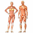 Human Body Anatomy - Male and Female Human Body Anatomy - Male and Female