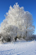 Winter tree