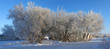 Winter tree