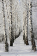 Winter tree