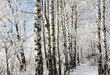 Winter tree