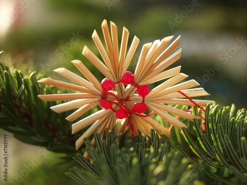 Foto: Weihnachtsstern Weihnachtsstern