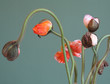 Mohnblumen