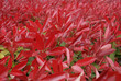 feuilles rouges et vertes