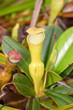 Carnivore plant Nepenthes