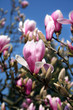Pink Magnolia