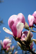 Pink Magnolia
