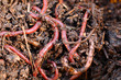 Photo: red worms in compost red worms in compost