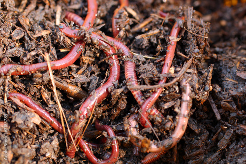 Photo: red worms in compost red worms in compost