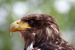 Seeadler
