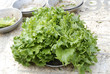 salade verte