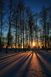 Sunset through leafless trees in winter