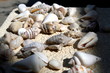 Shells. 2