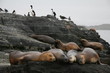 Sealions and cormorants in the Beagle Channel near Ushuaia