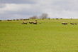 sheep pasture in beautiful czech farmland