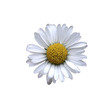 Gänseblümchen