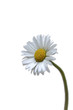 Gänseblümchen