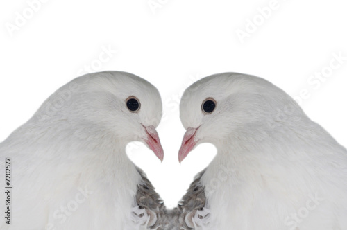 Foto: Tauben Tauben