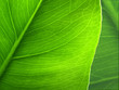 Photo en ligne au meilleur prix Plantleaf
