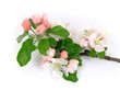 Apple blossom isolated on white