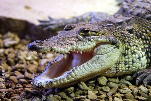 Morelet's crocodile