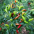 Peppers