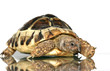 turtle 2