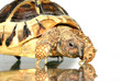 turtle 3